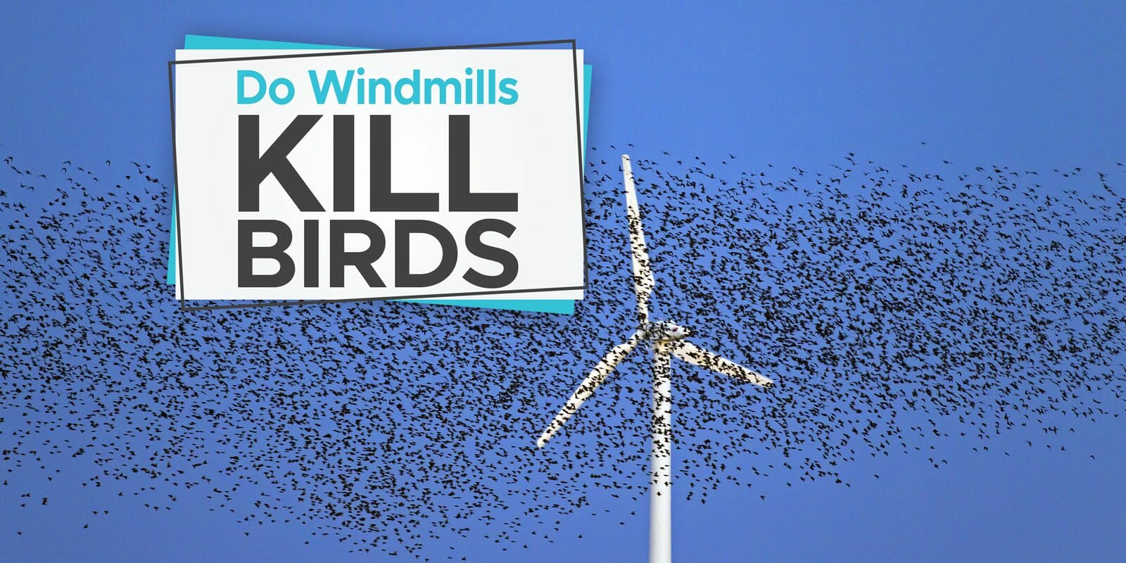 Do Windmills Kill Birds? [We've Got The Research!] Birdwatching Buzz