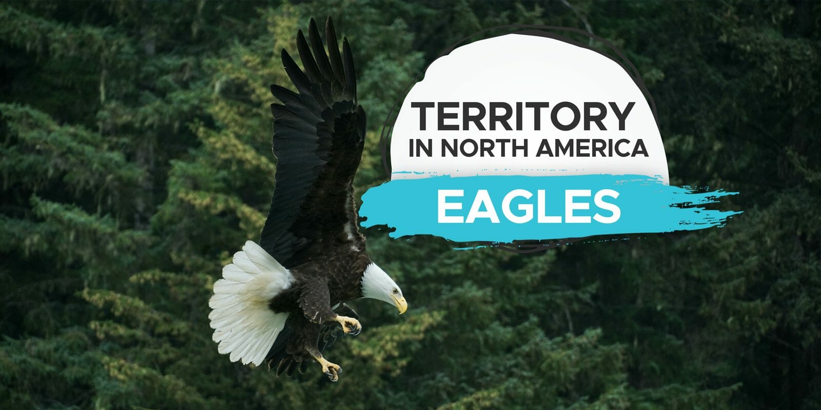 Where Do Bald Eagles Live? [Popular North American Territories