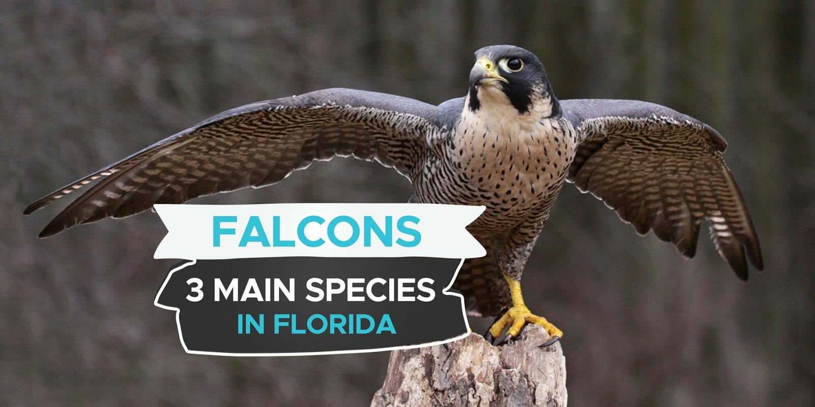 Falcons in Florida [Our Guide to the 3 Main Species] Birdwatching Buzz