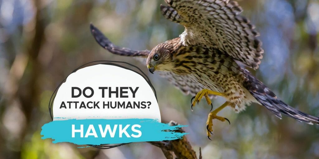 Do Hawks Attack Humans? [Learn Their Defensive Behaviour