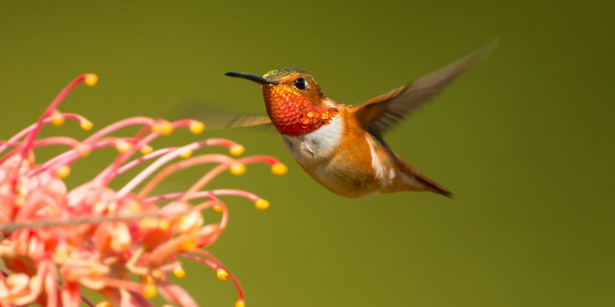 The Beauty of Hummingbirds in Virginia [ID & Pictures] Birdwatching Buzz