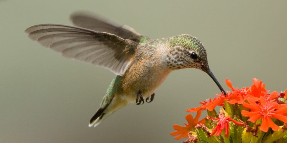 The Beauty of Hummingbirds in Virginia [ID & Pictures] Birdwatching Buzz