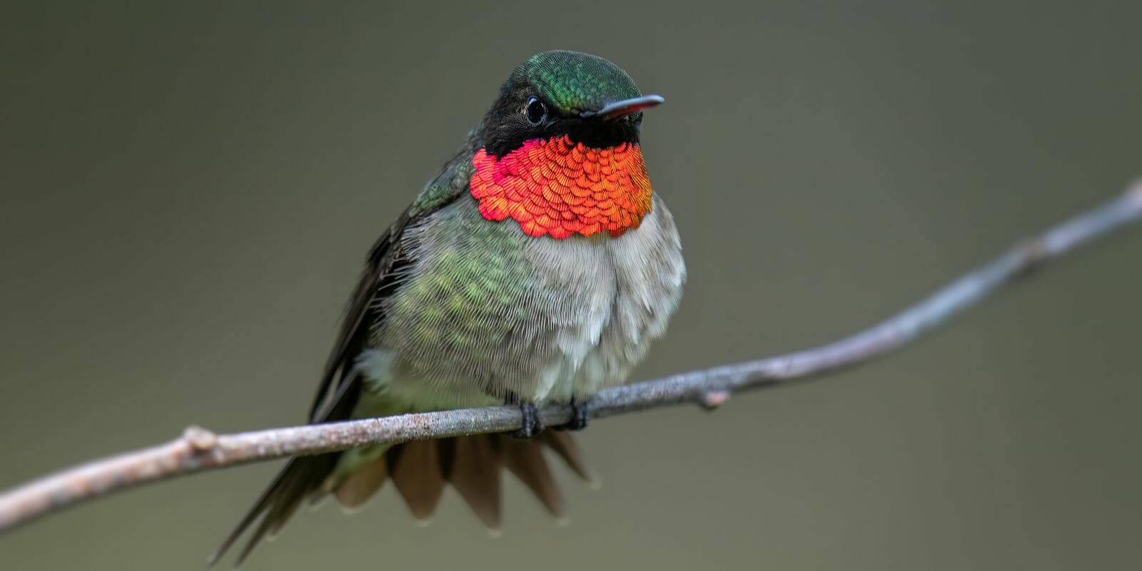 Hummingbirds in Minnesota [the Complete List with Pictures