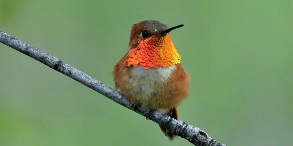 The Beauty of Hummingbirds in Virginia [ID & Pictures] Birdwatching Buzz