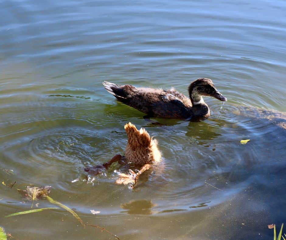 28 Ducks in Maine with pictures Birdwatching Central