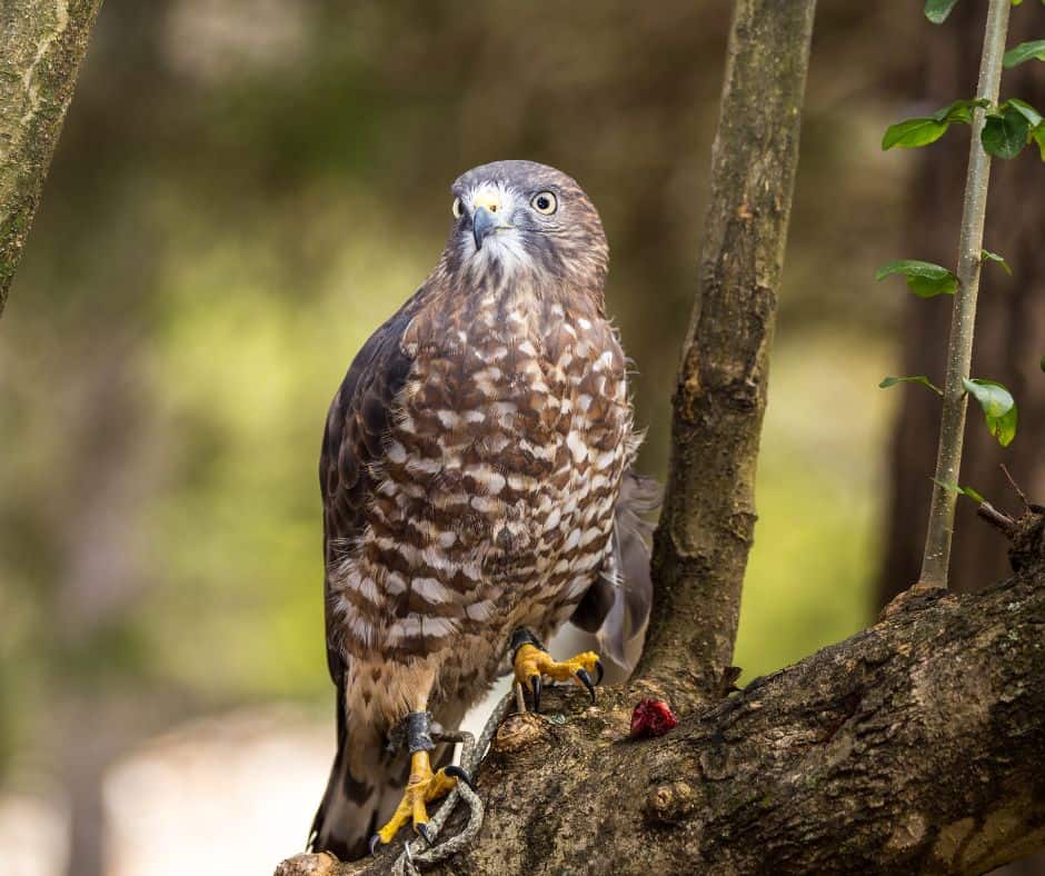9 Hawks in West Virginia Birdwatching Central