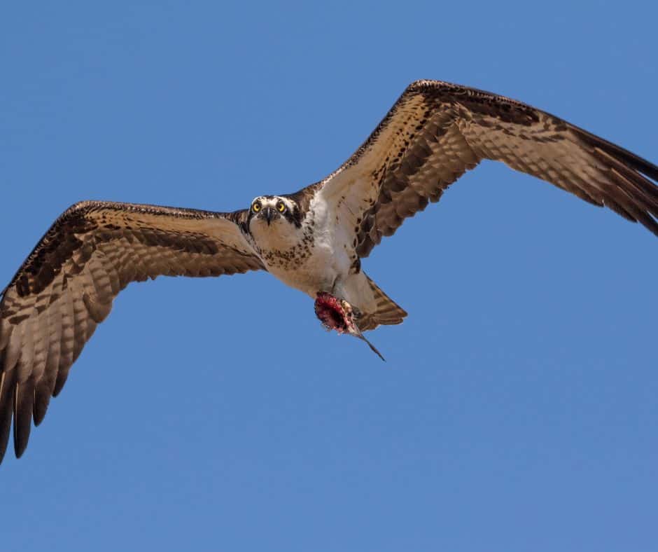 9 Hawks in Pennsylvania Birdwatching Central
