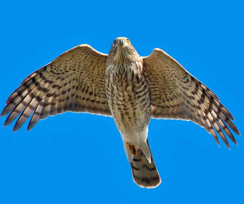 9 Hawks in Pennsylvania Birdwatching Central