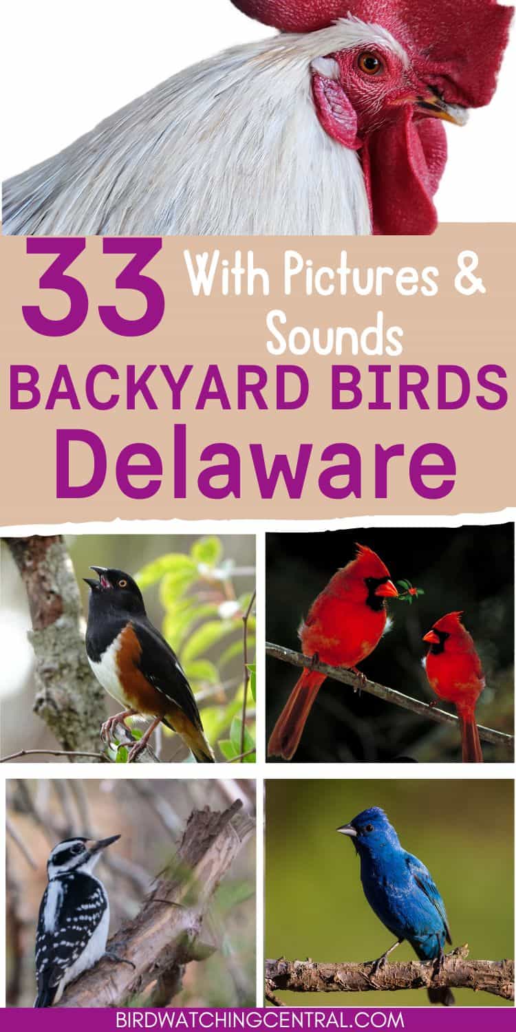 33 Backyard Birds in Delaware Birdwatching Central