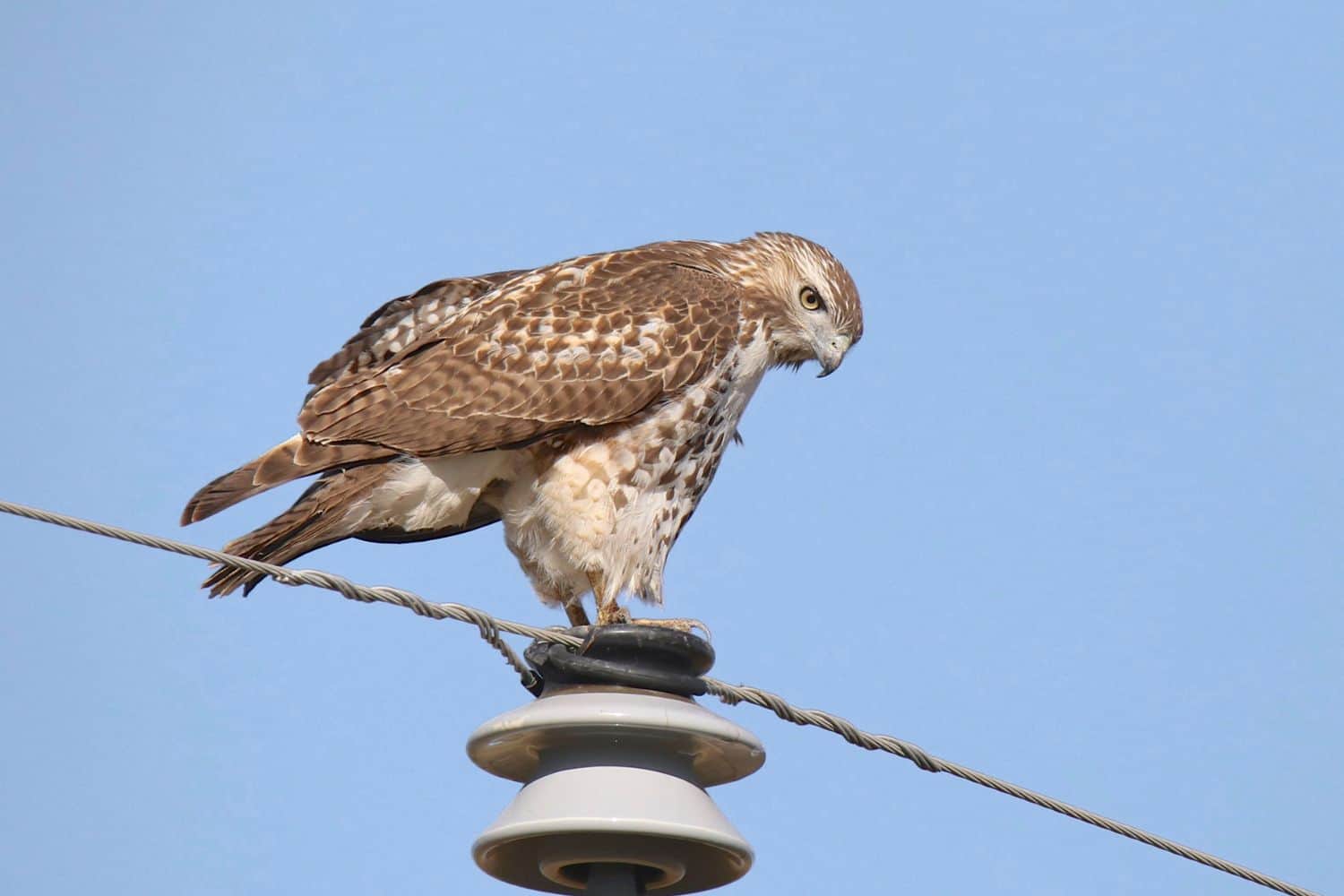 11 Hawks in Illinois Birdwatching Central