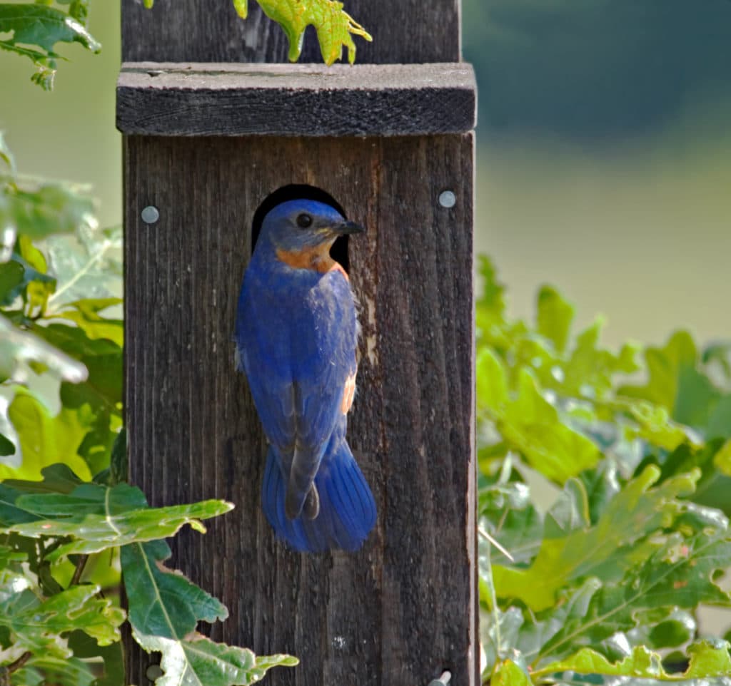 Bluebird Houses The Definitive Guide (7 FREE Plans!) Bird Watching HQ