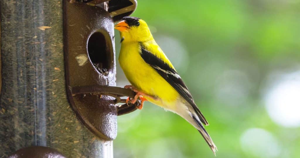 Little Yellow birds American Goldfinches (Spinus tristis) feeding at