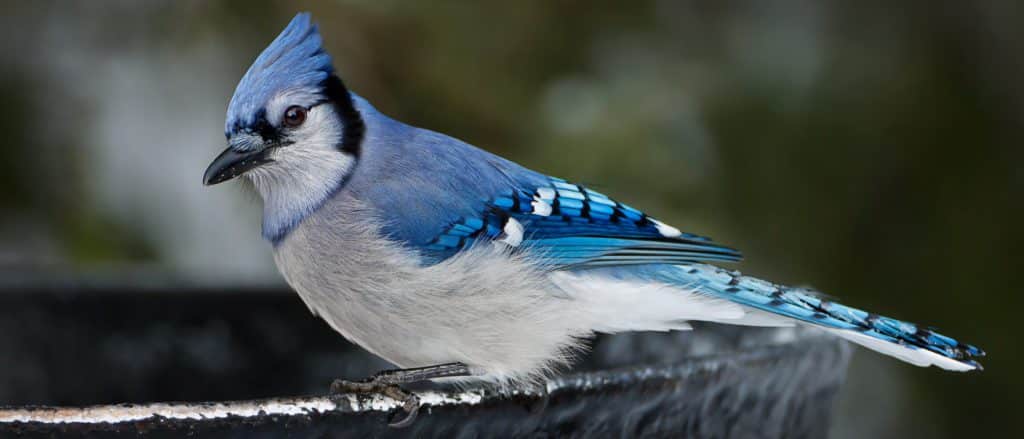 15 Fun & Interesting Facts About Blue Jays! [2022] - Bird Watching Hq