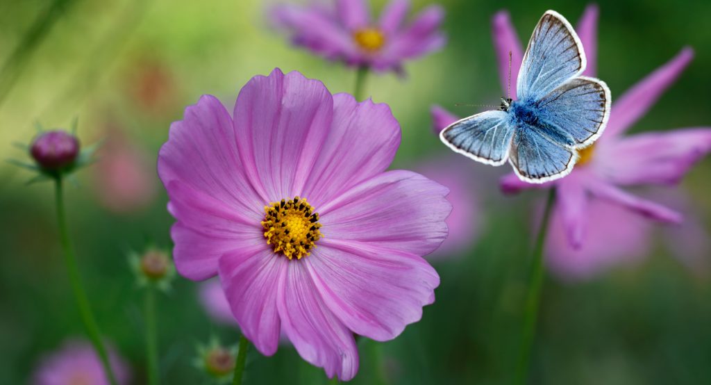 The blue butterfly Lycaenidae family flying among pink cosmos flowers