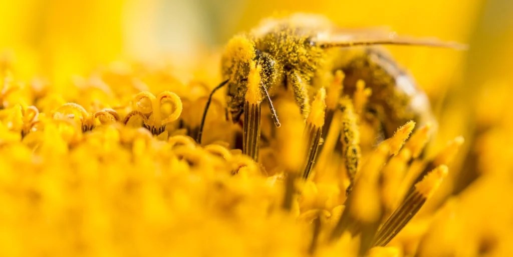 Native Ohio Flowers For Bees Best Flower Site