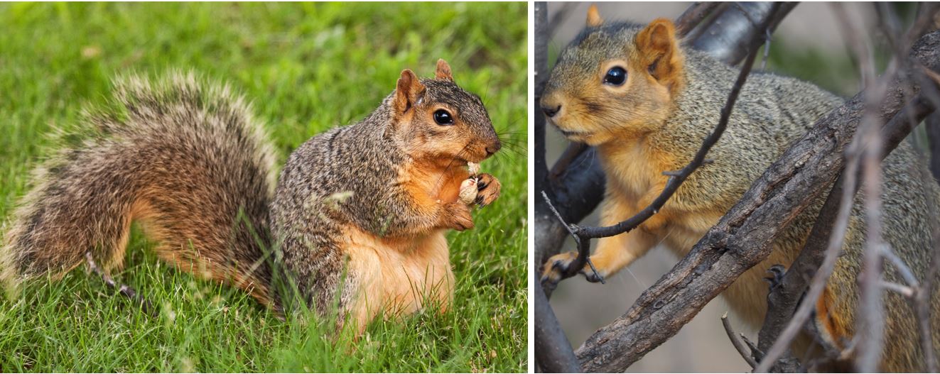3 Types of Squirrels That Live in Colorado! (2025) Bird Watching HQ