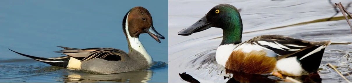 20 Types of Ducks Found in Wisconsin! (ID Guide) Bird Watching HQ