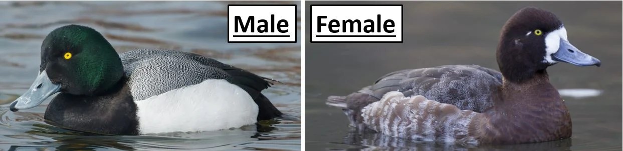 20 Types of Ducks Found in Wisconsin! (ID Guide) Bird Watching HQ