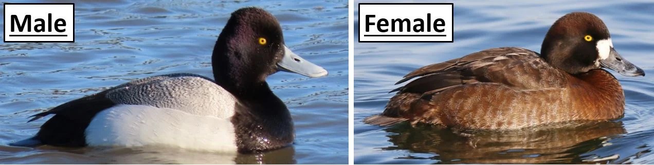 20 Types of Ducks Found in Wisconsin! (ID Guide) Bird Watching HQ