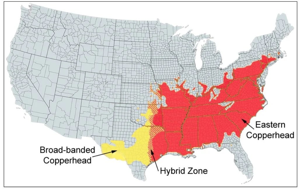The 6 Types of Venomous Snakes in Arkansas! (ID Guide) (2023)
