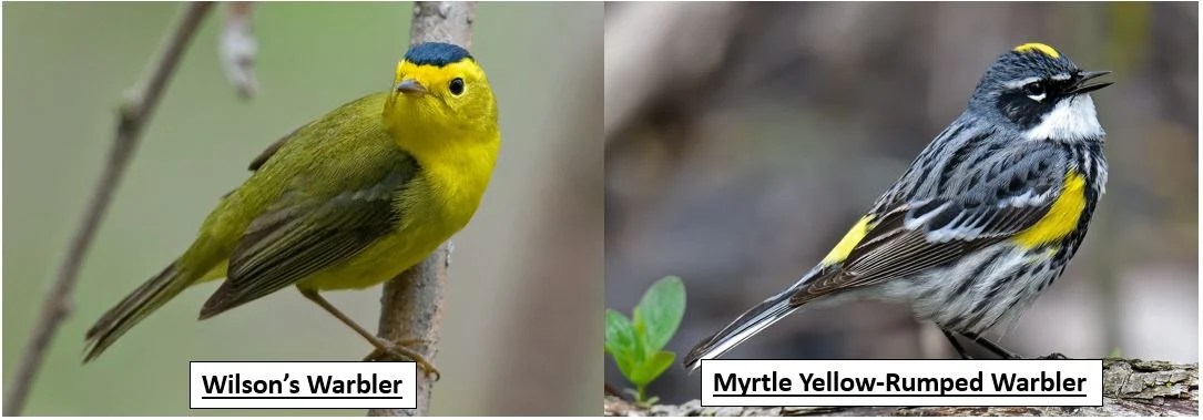 50 Warbler Species Found In The United States! (W/Pics) - Bird Watching Hq