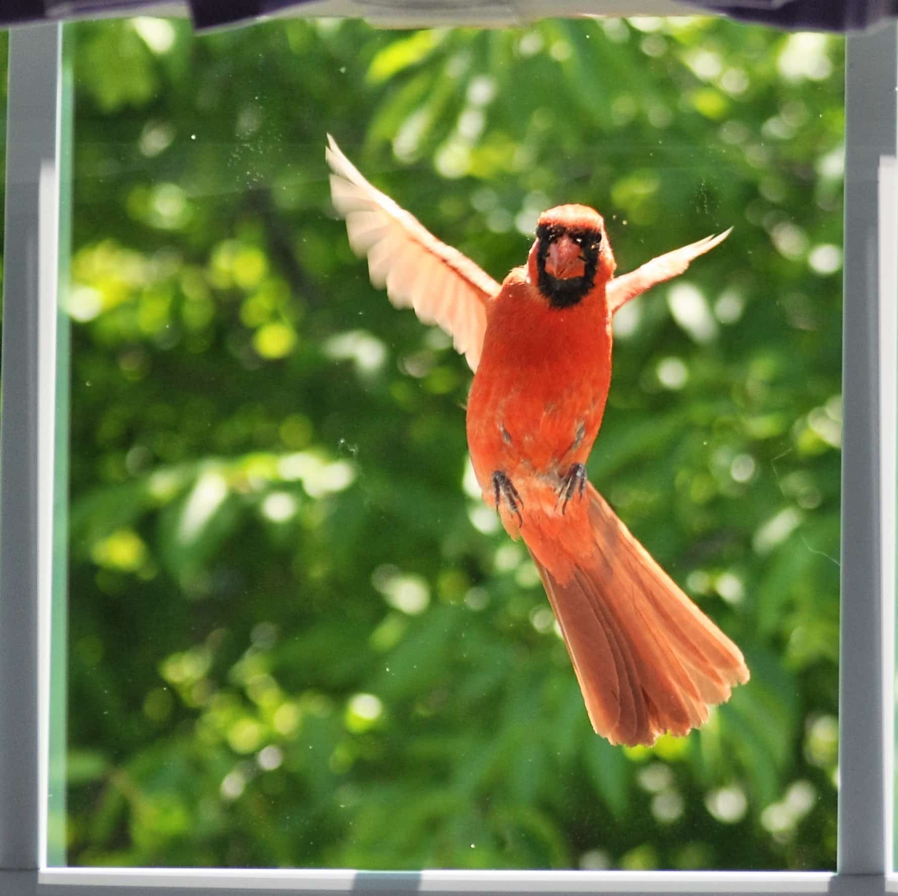 11 Ways to Stop Birds From Pecking Your Windows! (2024) Bird Watching HQ