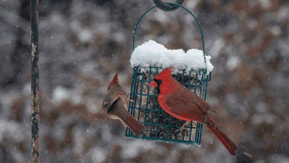 What Do Cardinals Eat? A Guide To Cardinal's Natural Diet And Human