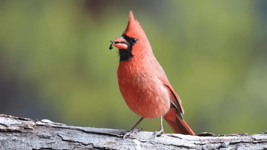 What Do Cardinals Eat? A Guide To Cardinal's Natural Diet And HumanFriendly Foods