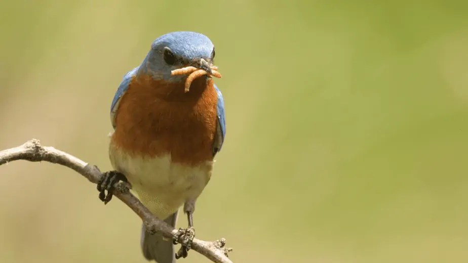 What Birds Eat Mealworms? 10 Common Backyard Birds To Watch