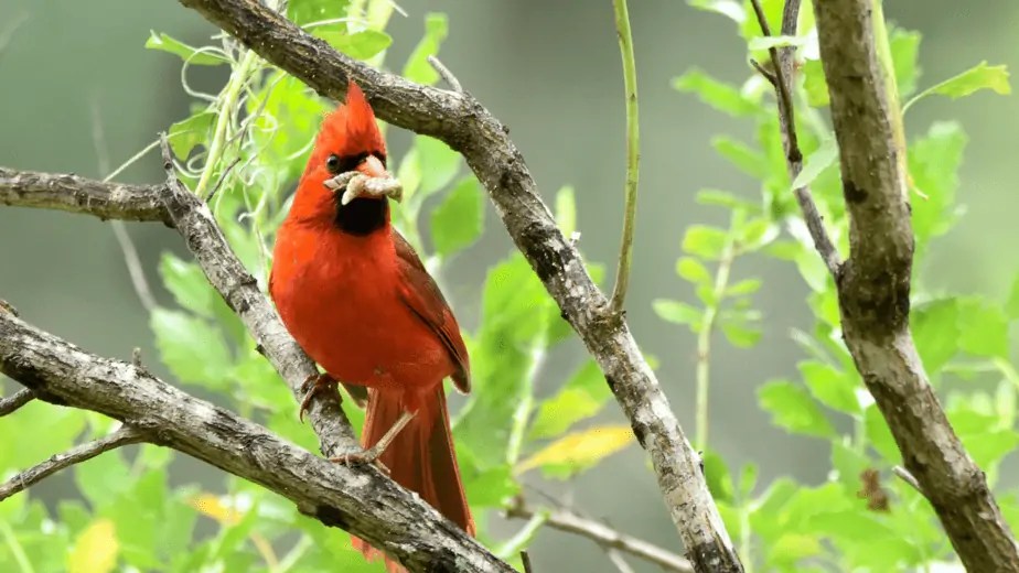 What Do Cardinals Eat? A Guide To Cardinal's Natural Diet And HumanFriendly Foods