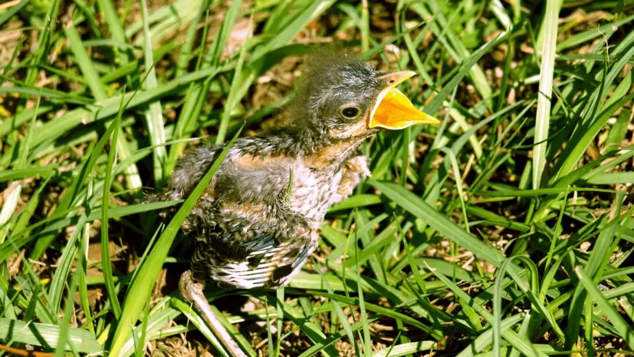 What Do Baby Birds Eat? What To Feed Them And What To Avoid Birdwatching Nation