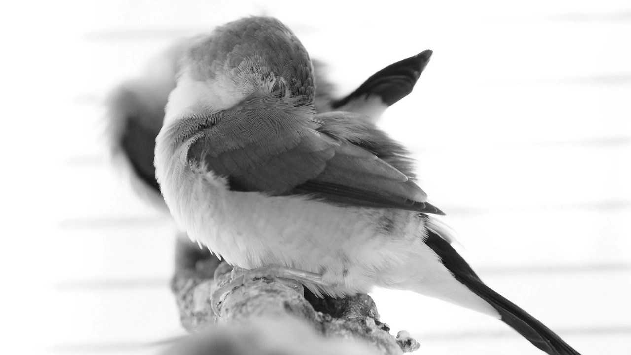 Where Do Birds Go At Night? Quick And Simple Answer