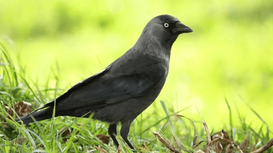 7 Interesting Backyard Birds That Like Shiny Things Birdwatching Nation