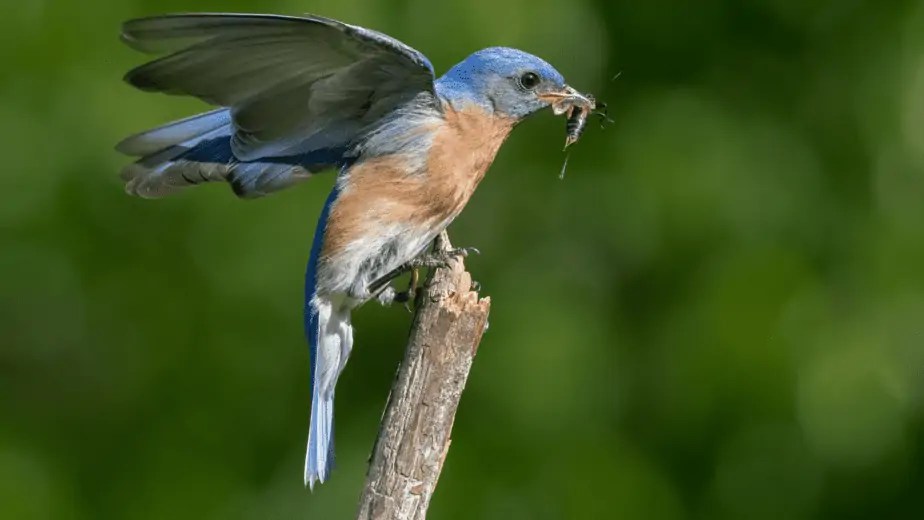 Do Birds Eat Wasps? 23 Species Brave Enough To Do So Birdwatching Nation