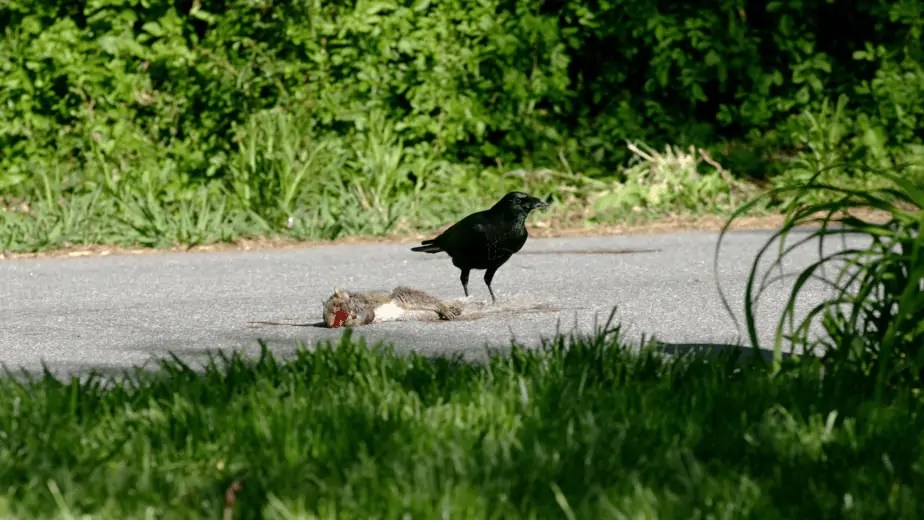 What Do Crows Eat? A Comprehensive Guide Birdwatching Nation
