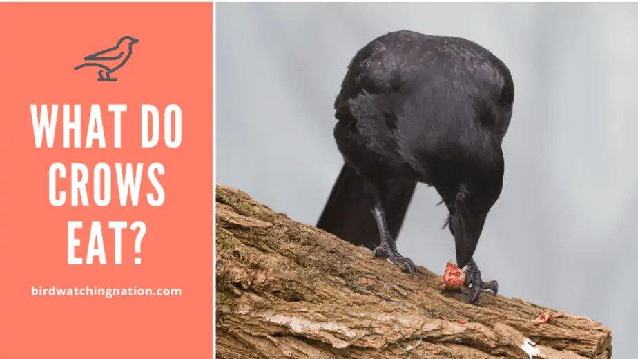 What Do Crows Eat? A Comprehensive Guide Birdwatching Nation