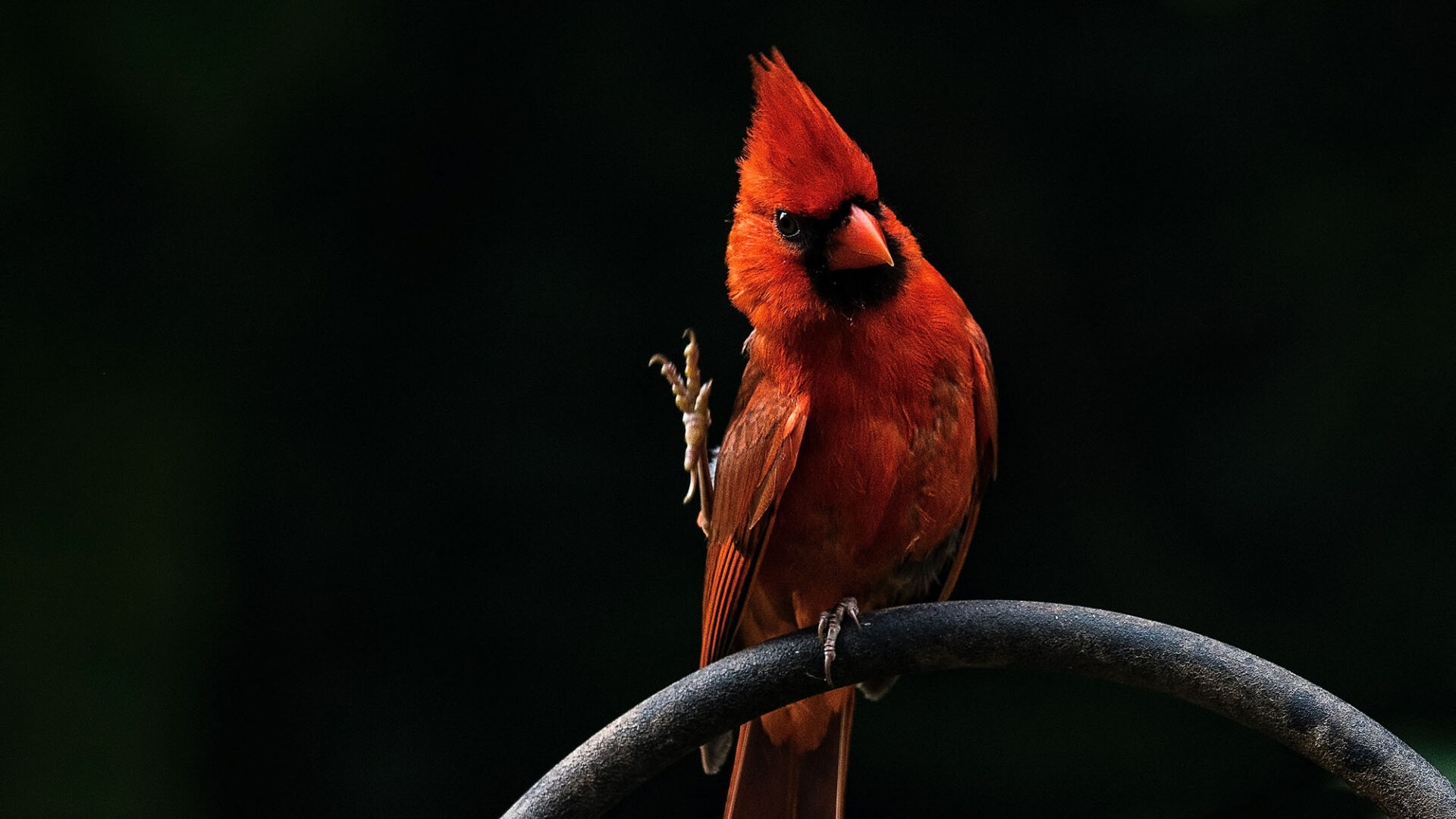 Why Do Cardinals Fly Into Windows? 8 Ways to Stop Them