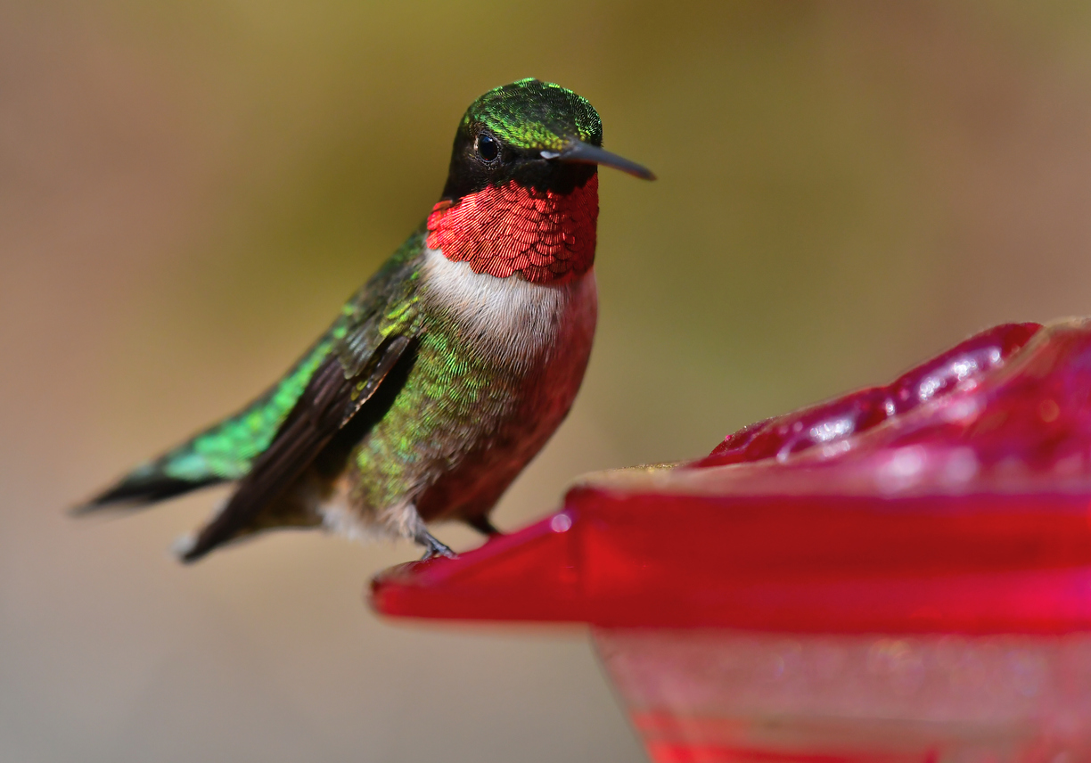 The 15 Most Common Florida Backyard Birds with Pictures