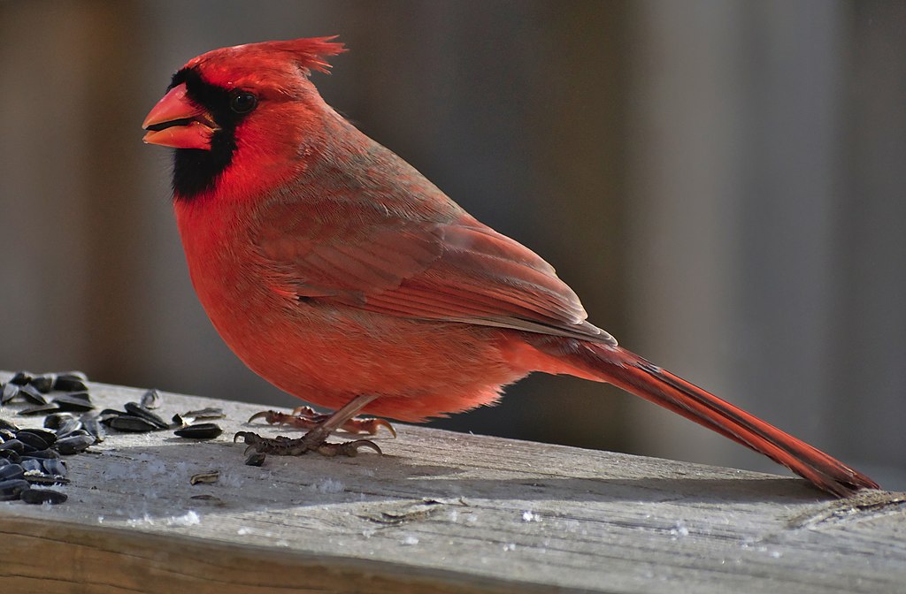 Popular Backyard Birds of Arkansas (With Pictures) Birdwatching Tips