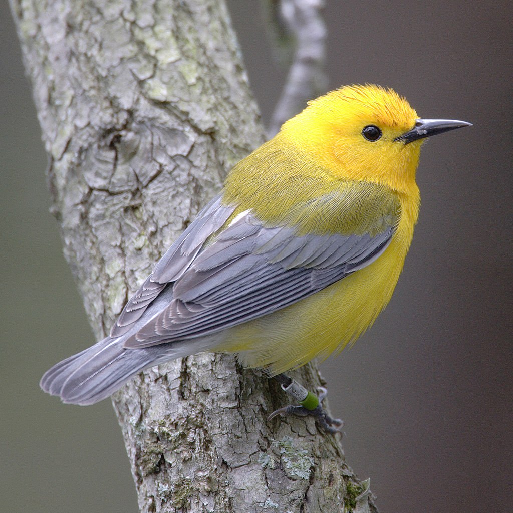 Popular Backyard Birds of Arkansas (With Pictures) Birdwatching Tips