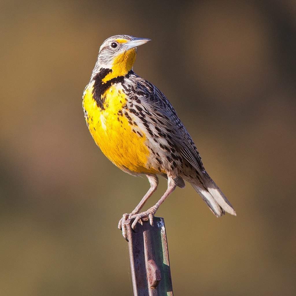 Popular Backyard Birds of Colorado (With Pictures) Birdwatching Tips
