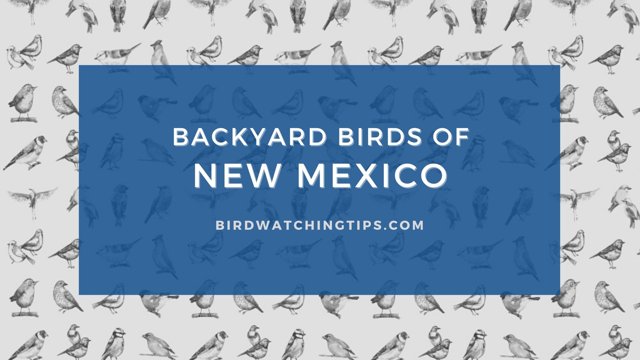Popular Backyard Birds of New Mexico (With Pictures) Birdwatching Tips