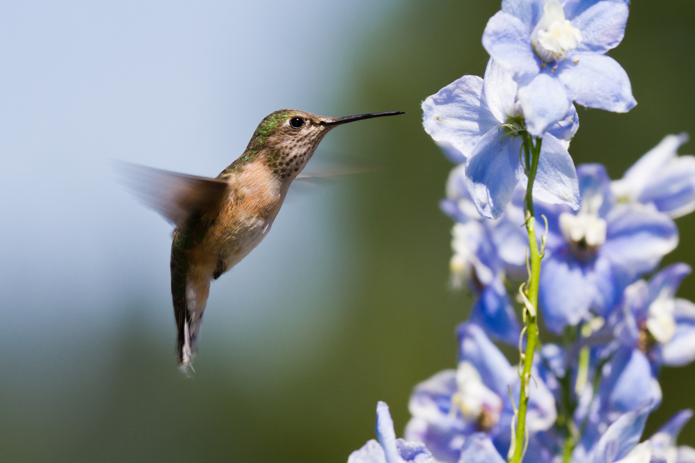 20 Types of Flowers That Attract Hummingbirds Birdwatching Tips