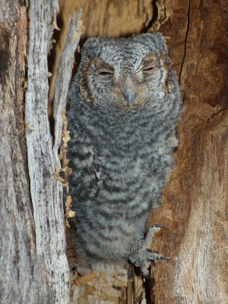 14 Types of Owls in Texas (Species Guide + Pictures) Birdwatching Tips
