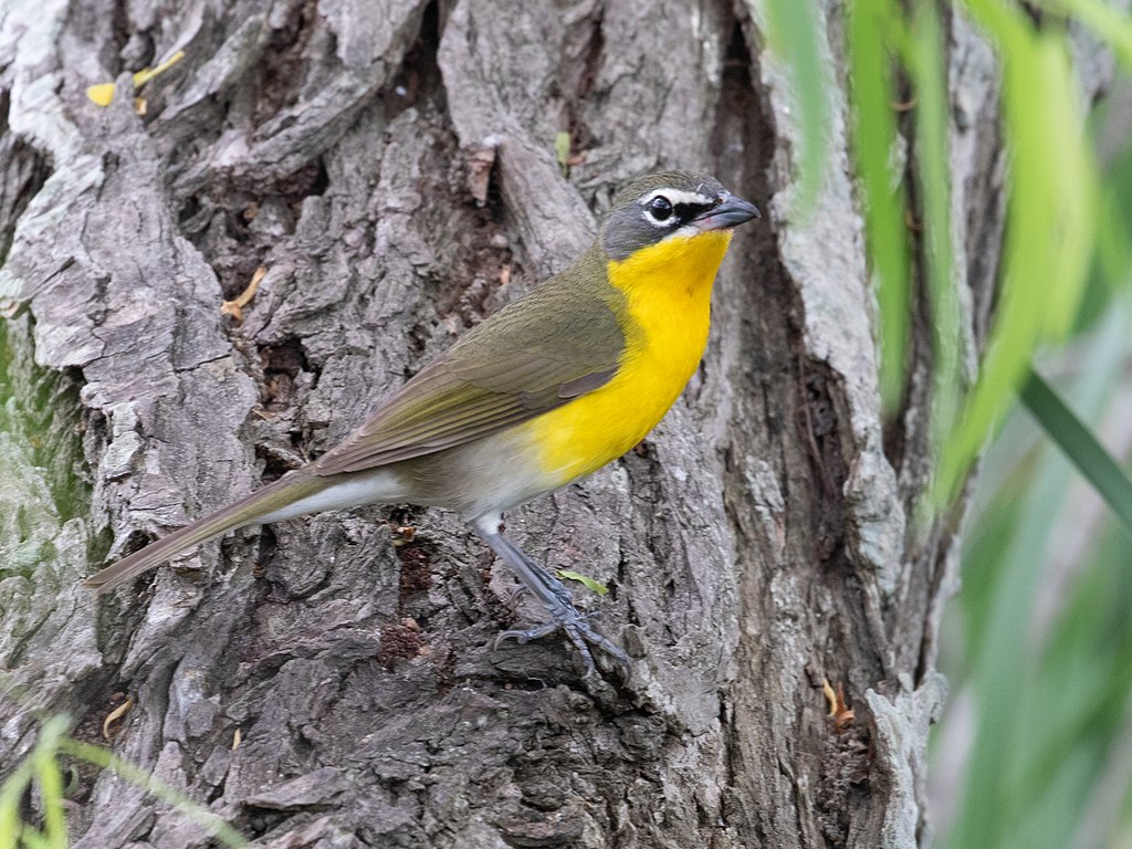 10 Types of Yellow Breasted Birds to Look Out For (Species Guide)