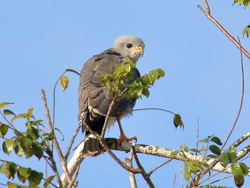 Gray Hawk