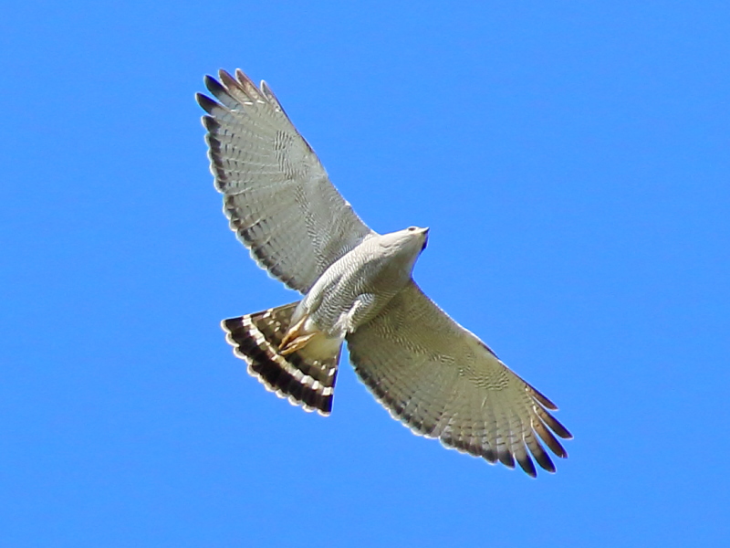 Gray Hawk