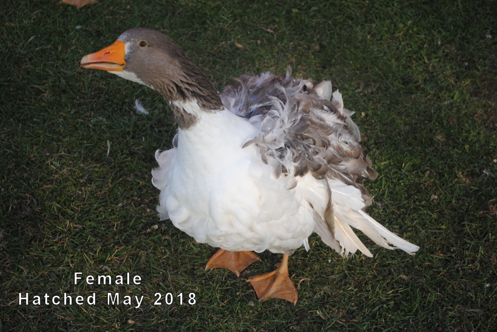 Sebastopol Geese For Sale Birdworms & Buttermilk