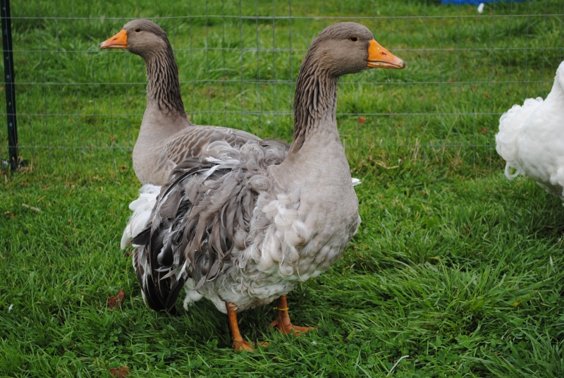 Sebastopol Geese For Sale Birdworms & Buttermilk