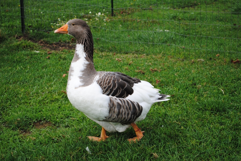 » Sebastopol Geese For Sale